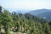 Shimla