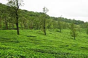 Wayanad